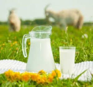 Козье молоко для детей: состав, польза, когда можно, как правильно выбирать и хранить