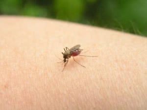 Укус комара у ребенка: чем мазать и лечить, средства от комаров