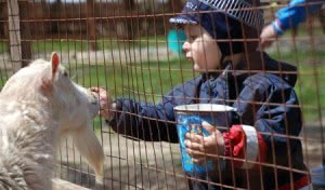 В зоопарк с ребенком: правила поведения. Что взять с собой в зоопарк