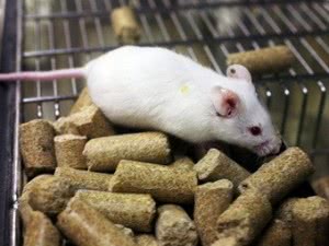 Безглютеновая диета спасла мышей от сахарного диабета