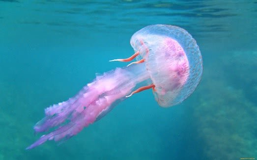 Что делать, если вас ужалила медуза?