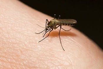 Что делать если ребенка укусил комар