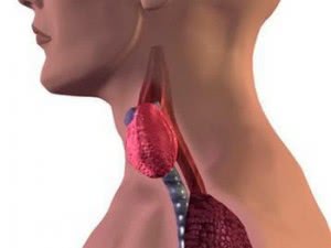Гипотиреоз щитовидной железы: симтомы и лечение заболевания