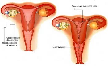 Как нормализовать менструальный цикл