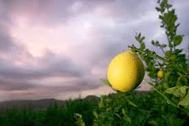 Лимон как противозачаточное