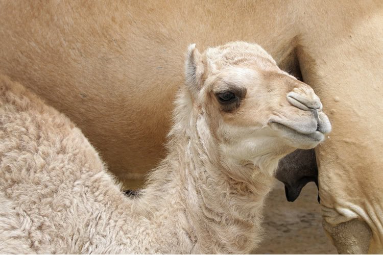 Молоко верблюда поможет при диабете