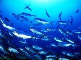 Морепродукты защищают от онкологии
