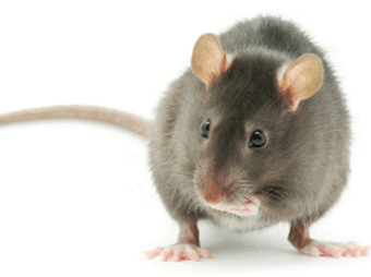 Новый метод мужской контрацепции испытали на самцах крыс