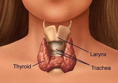 Профилактика и лечение заболеваний щитовидной железы
