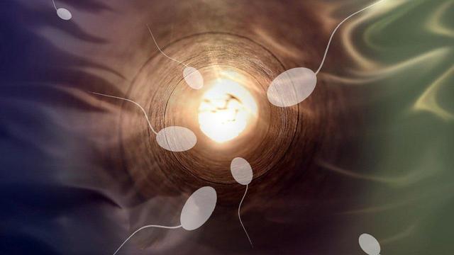 Ученые обнаружили «разборчивость» человеческой яйцеклетки в сперматозоидах