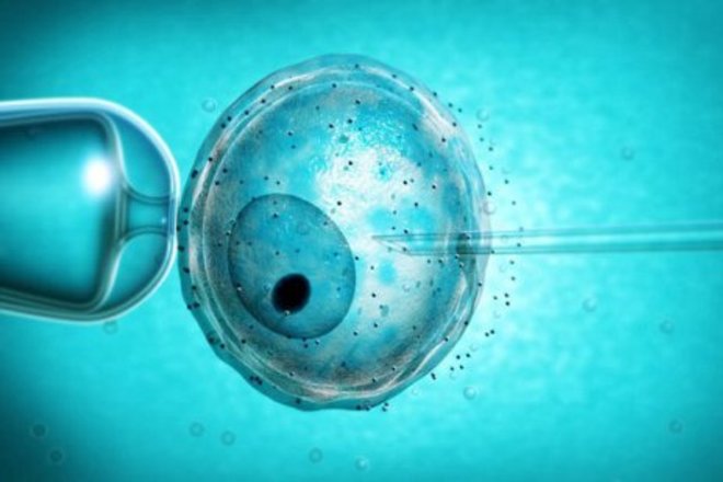 Ученые сделали сперматозоиды и яйцеклетки из кожи