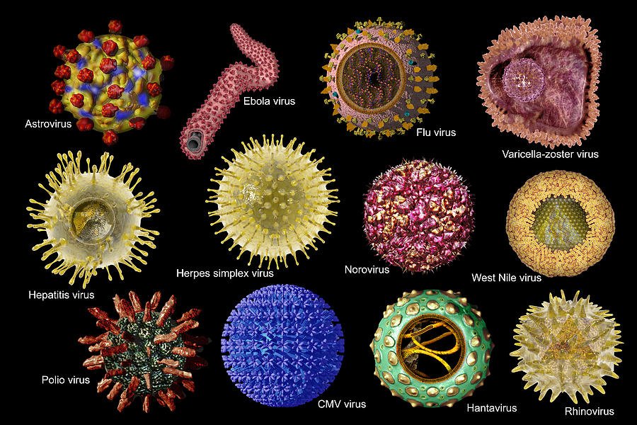 Вирусы герпеса: разнообразие и особенности опасных инфекций