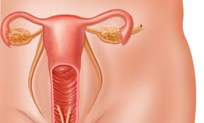 Внутриматочные контрацептивы могут приостанавливать развитие рака матки