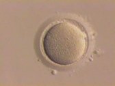 Яичники продолжают производить яйцеклетки во взрослом возрасте?