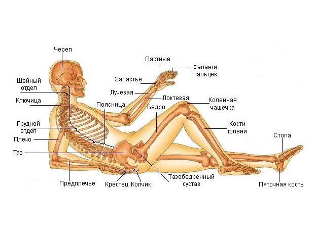 Схема костей человека