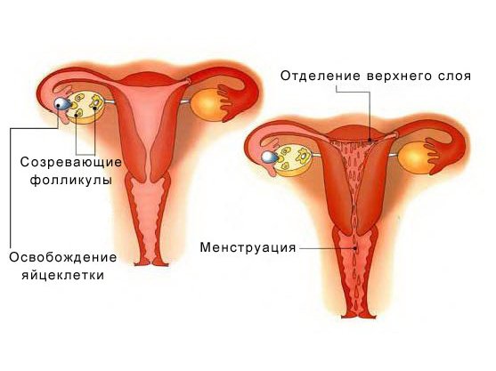 Схема менструации