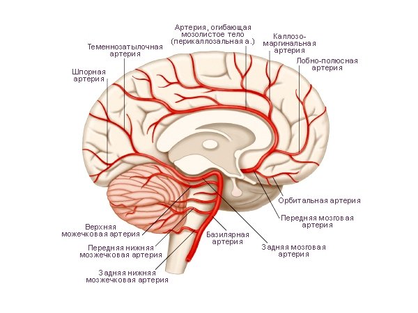 Артерии головного мозга