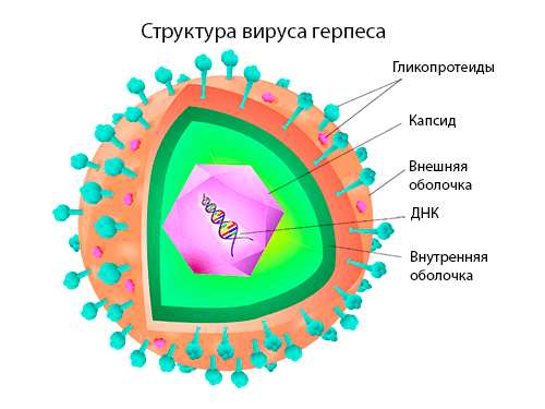 Структура вируса герпеса