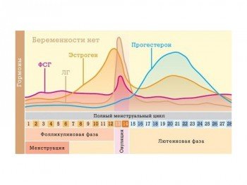 Уровень гормонов в овуляционный и другие периоды менструального цикла