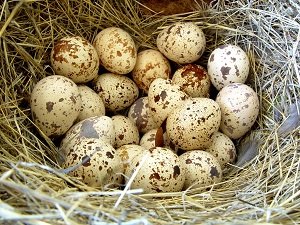Польза перепелиных яиц 