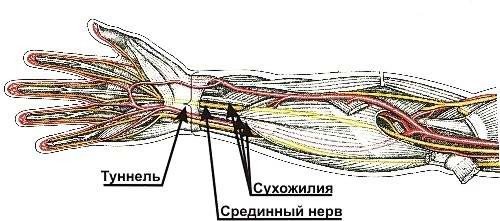Схема нервов в руке