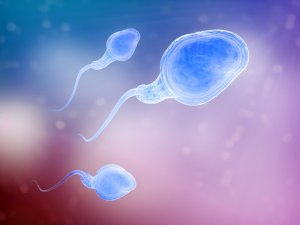 Влияние жизнеспособности сперматозоидов на возможность зачатия