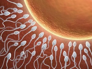 Определение числа сперматозоидов и их подвижности