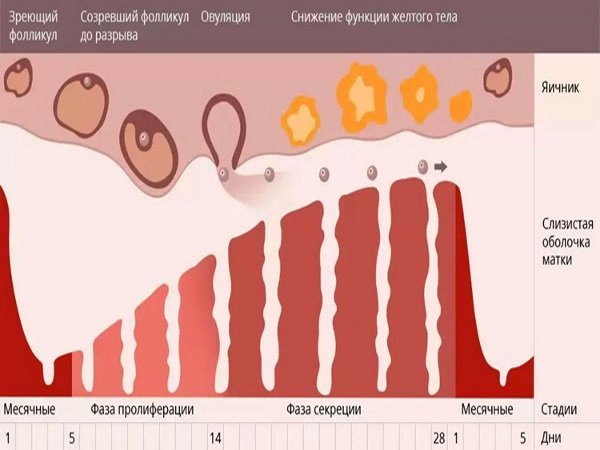 Схема менструального цикла