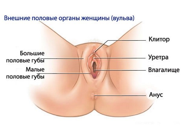 Строение внешних половых органов женщины