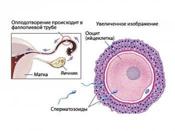 Процесс зачатия