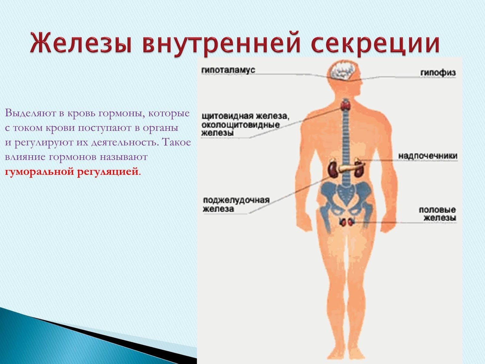 Значение железе. Гормональная система. Системы связанные с гормональной системой. Как эстрогены влияют на позвоночник.